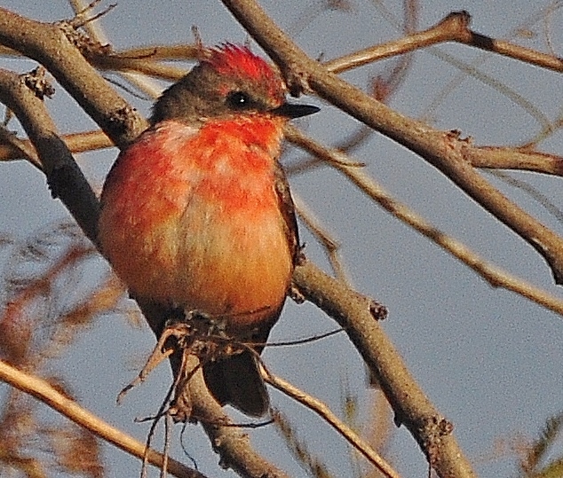 bird, Vermillion Flycatcher